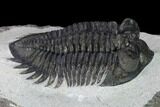 Coltraneia Trilobite Fossil - Huge Faceted Eyes #165839-5